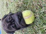 Cuccioli shar pei Maschi e Femmina