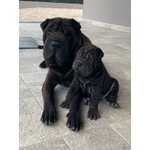 Cuccioli shar pei Maschi e Femmina - Foto n. 3