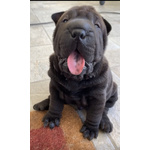 Cuccioli shar pei Maschi e Femmina - Foto n. 4