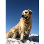 🐶 Golden Retriever maschio di 4 anni e 8 mesi in accoppiamento a Bergamo (BG) e in tutta Italia da privato