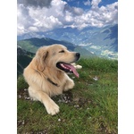 Cerco Golden Retriever Femmina per Accoppiamento - Foto n. 2