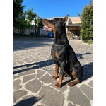 Dobermann Cuccioli - Foto n. 3