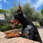 Dobermann Cuccioli - Foto n. 4