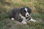 Cuccioli Border Collie con Pedigree - Foto n. 2