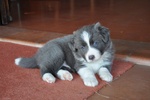 Cuccioli Border Collie con Pedigree - Foto n. 4