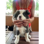 Cuccioli Border Collie con Pedigree - Foto n. 8