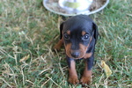 Zwergpinscher (pinscher Nani) - Foto n. 2