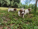Cuccioli di jack Russell Terrier