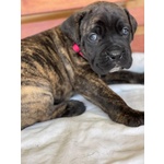 Cuccioli di cane Corso