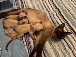 Cuccioli di Gatto Siamese - Foto n. 4