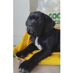 Cucciola nera Disponibile di cane Corso - Foto n. 4