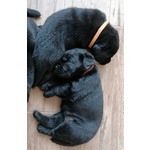 Splendidi Cuccioli neri di Labrador Retriever - Foto n. 7