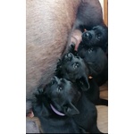 Splendidi Cuccioli neri di Labrador Retriever - Foto n. 9