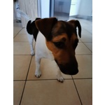 Jack Russell di 1 Anno