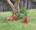 Dogue de Bordeaux Cuccioli - Foto n. 2