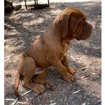 Dogue de Bordeaux Cuccioli - Foto n. 3