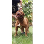 Dogue de Bordeaux Cuccioli - Foto n. 4