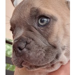 Cuccioli Bouledogue Francese