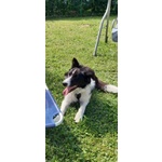 Vendo Cucciolo Border Collie Maschio