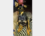 Cerco Pinscher Maschio per Accoppiamento