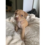 Cucciole American Pitbull Terrier con Pedigree