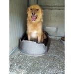 Martin: Dolcissimo Simil Golden Retriever - Foto n. 1