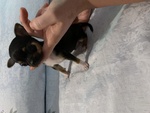 Cuccioli di Chihuahua - Foto n. 2