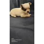 🐶 Chihuahua maschio di 1 anno e 9 mesi in vendita a Brindisi (BR) e in tutta Italia da privato