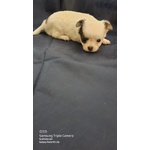 Chihuahua pelo Lungo - Foto n. 3