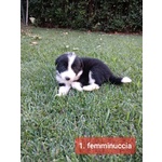 Cuccioli di Border Collie