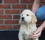 Cuccioli di Golden Retriever con Pedigree