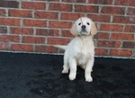 Cuccioli di Golden Retriever con Pedigree - Foto n. 2