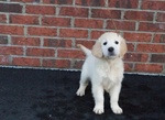 Cuccioli di Golden Retriever con Pedigree - Foto n. 3