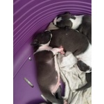 Disponibili Cuccioli di cani Razza Amstaff - Foto n. 1