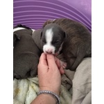 Disponibili Cuccioli di cani Razza Amstaff - Foto n. 6