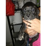 Cuccioli Bellissimi di cane Corso - Foto n. 5