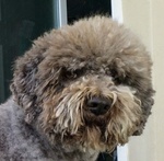 Lagotto Romagnolo con Pedigree Roi