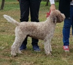 Lagotto Romagnolo con Pedigree Roi - Foto n. 2