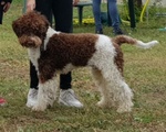 Lagotto Romagnolo con Pedigree Roi - Foto n. 3