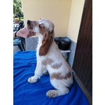 Cani Cuccioli Setter Inglese - Foto n. 1