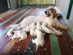 Cani Cuccioli Setter Inglese - Foto n. 4