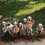 Cani Cuccioli Setter Inglese - Foto n. 5