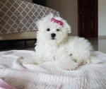 Vendo Cucciola di Maltese Coreano