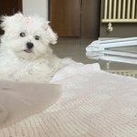 Vendo Cucciola di Maltese Coreano - Foto n. 8