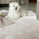 Vendo Cucciola di Maltese Coreano - Foto n. 12