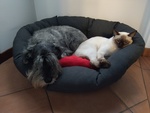 Schnauzer Medio pepe e sale Cuccioli - Foto n. 2