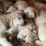 Golden Retriever Cuccioli Pedigree