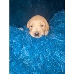 Golden Retriever Cuccioli Pedigree - Foto n. 2