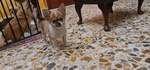 Cuccioli di Chihuahua - Foto n. 5