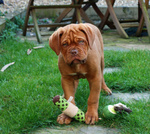 🐶 Dogue De Bordeaux in vendita a Roma (RM) e in tutta Italia da privato